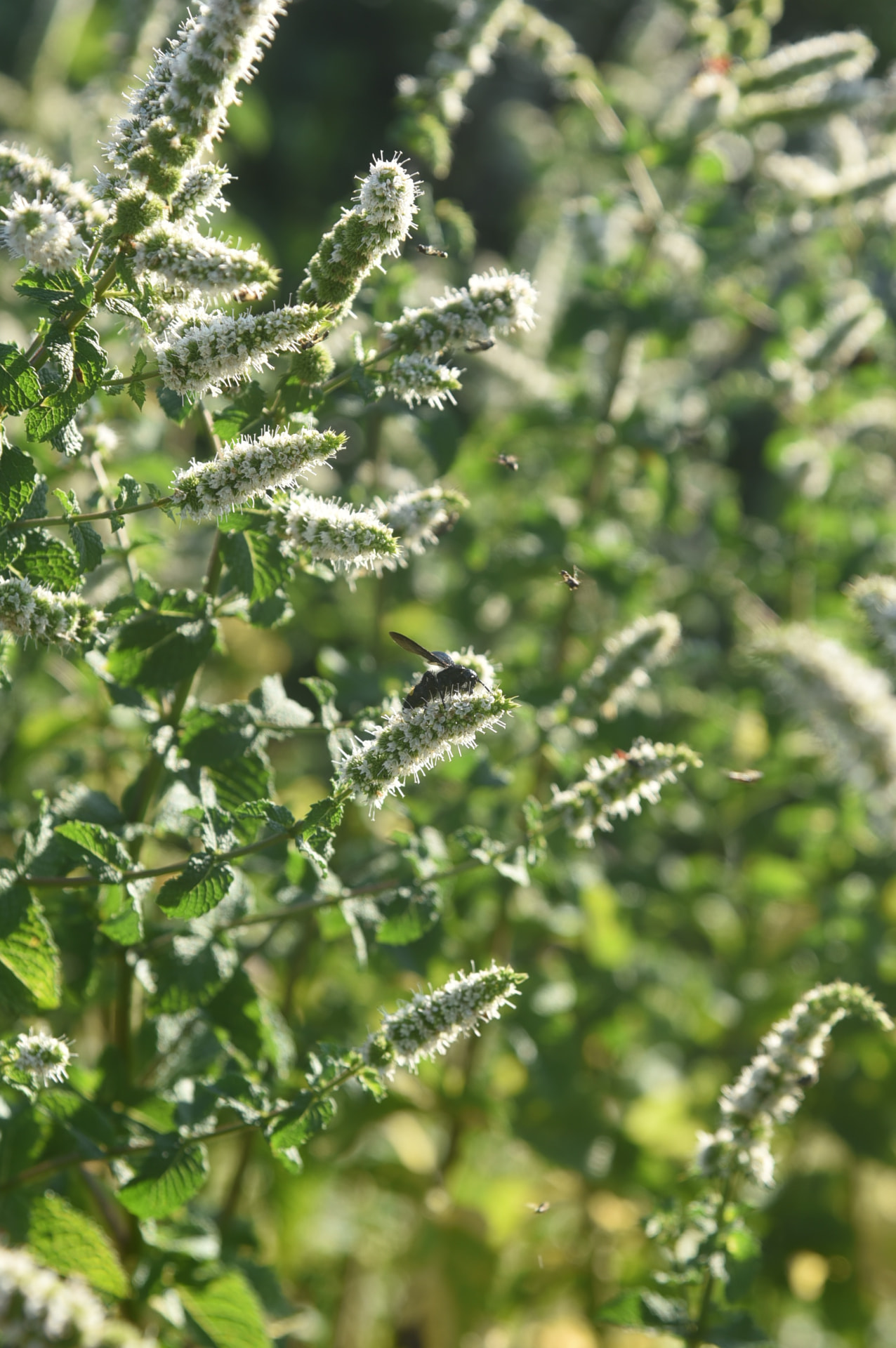 Menta in fiore nell'orto di Corallia con insetti tra le infiorescenze